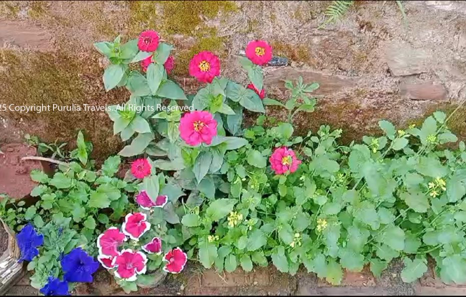 Property Number 003 – Purulia Travels